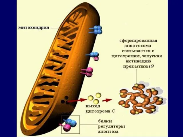 Митохондриальный путь запуска апоптоза (рисунок-схема): выход цитохрома и образование апоптосомы