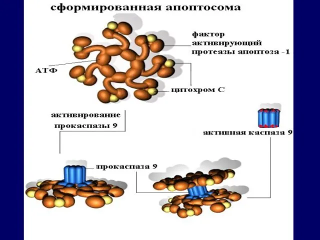 Митохондриальный путь запуска апоптоза (рисунок-схема): апоптосома активирует (рекрутирует) прокаспазу 9