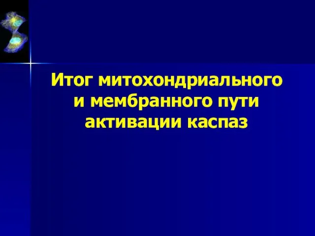 Итог митохондриального и мембранного пути активации каспаз