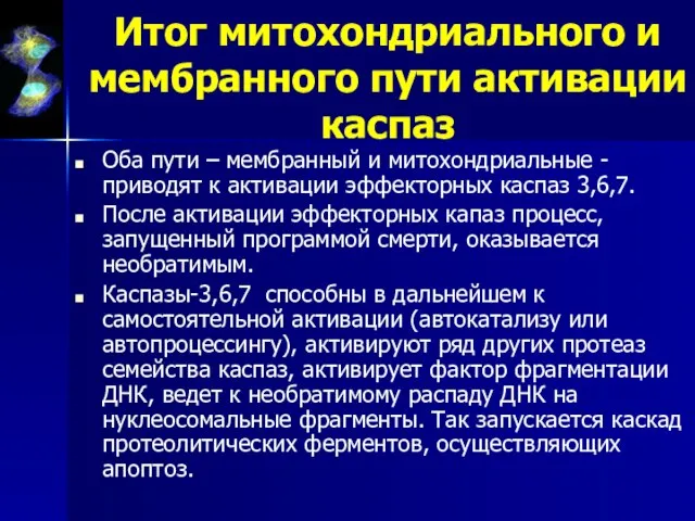 Итог митохондриального и мембранного пути активации каспаз Оба пути – мембранный и