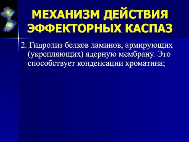 2. Гидролиз белков ламинов, армирующих (укрепляющих) ядерную мембрану. Это способствует конденсации хроматина; МЕХАНИЗМ ДЕЙСТВИЯ ЭФФЕКТОРНЫХ КАСПАЗ