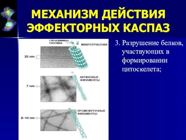 МЕХАНИЗМ ДЕЙСТВИЯ ЭФФЕКТОРНЫХ КАСПАЗ 3. Разрушение белков, участвующих в формировании цитоскелета;