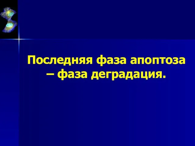 Последняя фаза апоптоза – фаза деградация.