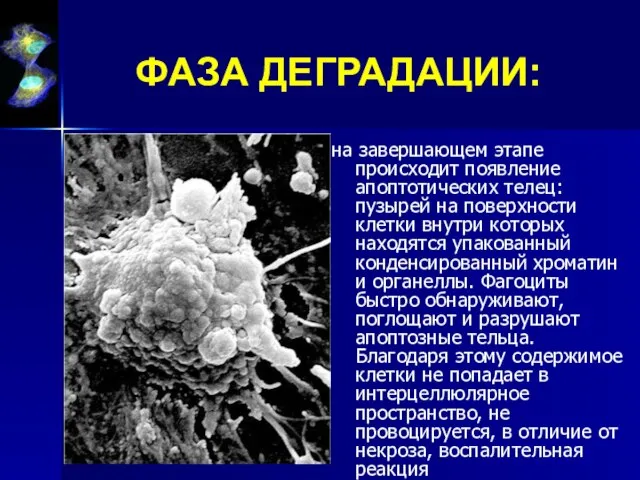 ФАЗА ДЕГРАДАЦИИ: на завершающем этапе происходит появление апоптотических телец: пузырей на поверхности