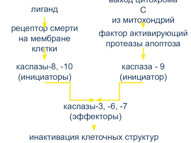 лиганд рецептор смерти на мембране клетки каспазы-8, -10 (инициаторы) каспазы-3, -6, -7