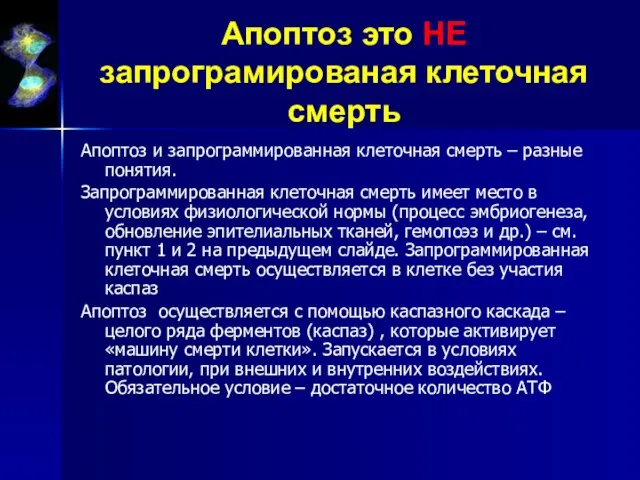 Апоптоз это НЕ запрограмированая клеточная смерть Апоптоз и запрограммированная клеточная смерть –