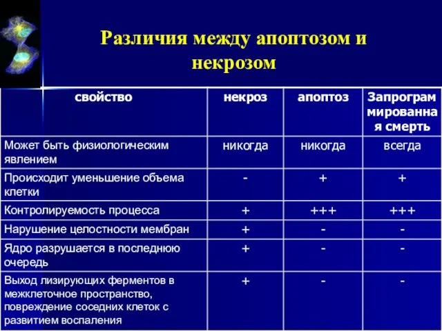 Различия между апоптозом и некрозом