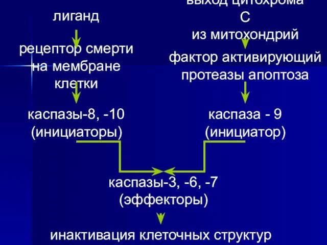 лиганд рецептор смерти на мембране клетки каспазы-8, -10 (инициаторы) каспазы-3, -6, -7