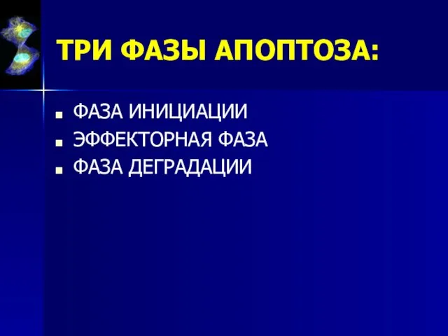 ТРИ ФАЗЫ АПОПТОЗА: ФАЗА ИНИЦИАЦИИ ЭФФЕКТОРНАЯ ФАЗА ФАЗА ДЕГРАДАЦИИ