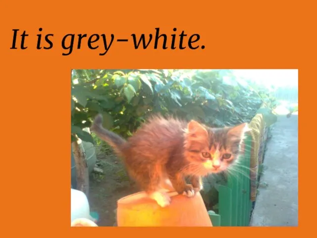 It is grey-white.
