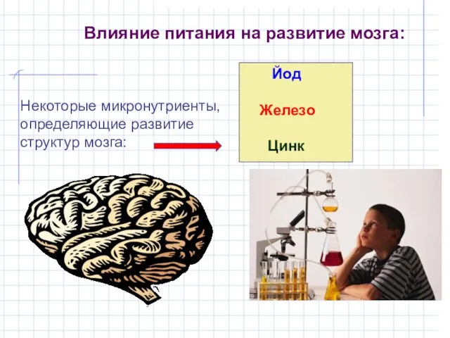 Влияние питания на развитие мозга: Йод Железо Цинк Некоторые микронутриенты, определяющие развитие структур мозга: