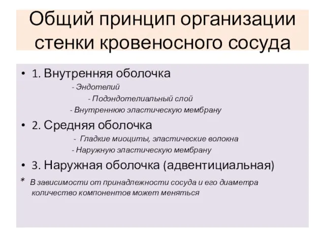 Общий принцип организации стенки кровеносного сосуда 1. Внутренняя оболочка - Эндотелий -