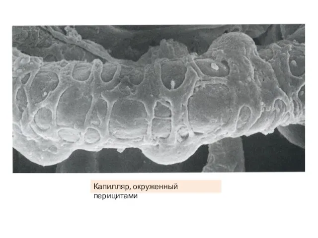 Капилляр, окруженный перицитами