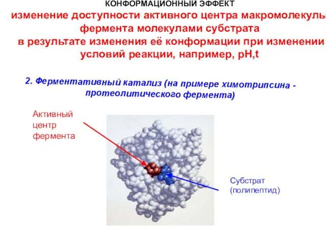 2. Ферментативный катализ (на примере химотрипсина -протеолитического фермента) Активный центр фермента КОНФОРМАЦИОННЫЙ