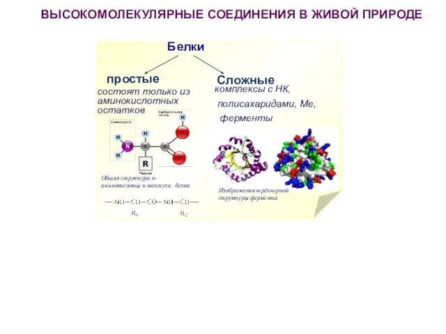 ВЫСОКОМОЛЕКУЛЯРНЫЕ СОЕДИНЕНИЯ В ЖИВОЙ ПРИРОДЕ