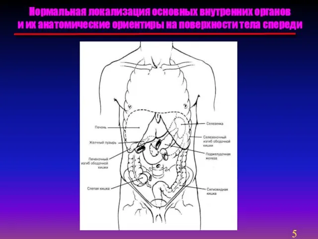 Нормальная локализация основных внутренних органов и их анатомические ориентиры на поверхности тела спереди