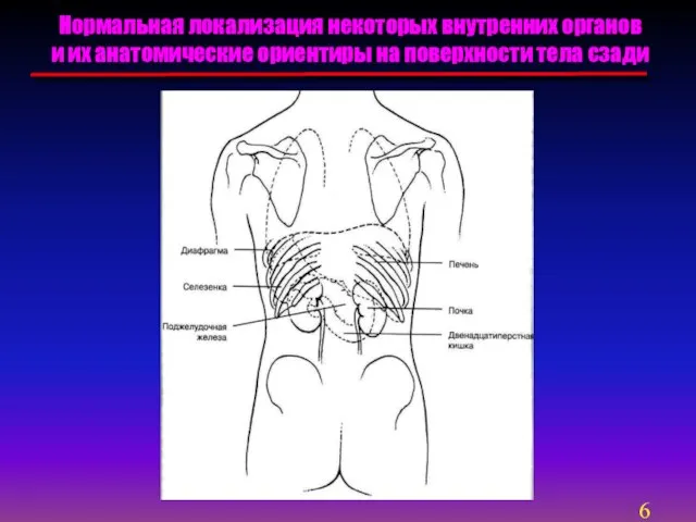 Нормальная локализация некоторых внутренних органов и их анатомические ориентиры на поверхности тела сзади