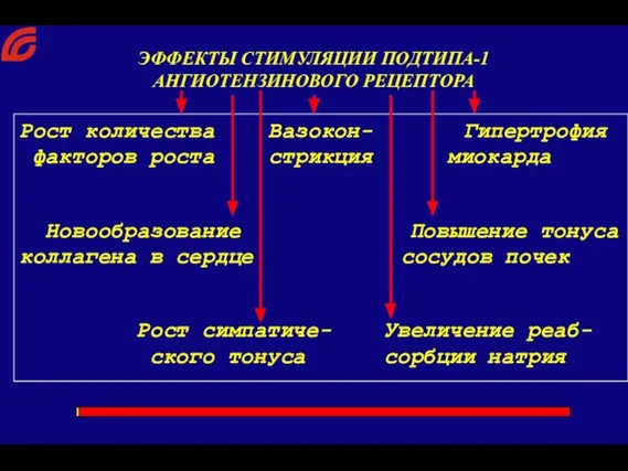 Рост количества Вазокон- Гипертрофия факторов роста стрикция миокарда Новообразование Повышение тонуса коллагена