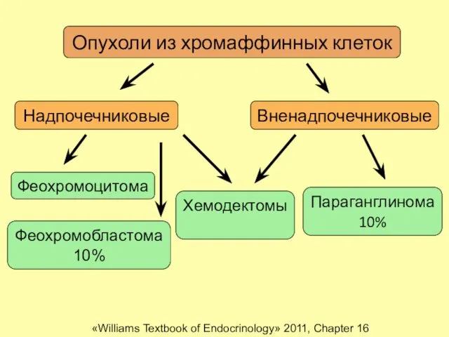 Опухоли из хромаффинных клеток Надпочечниковые Вненадпочечниковые Феохромоцитома Феохромобластома 10% Параганглинома 10% Хемодектомы