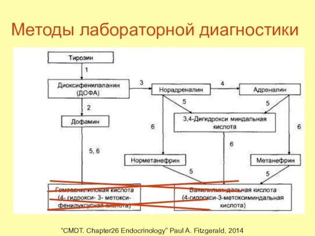 Методы лабораторной диагностики Определение метанефрина и норметанефрина в плазме(забор крови в положении