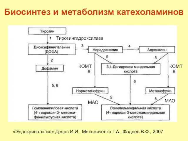 Биосинтез и метаболизм катехоламинов «Эндокринология» Дедов И.И., Мельниченко Г.А., Фадеев В.Ф., 2007