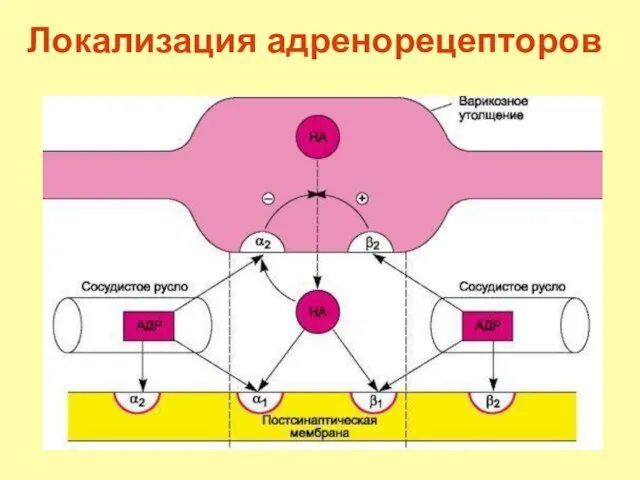 Локализация адренорецепторов