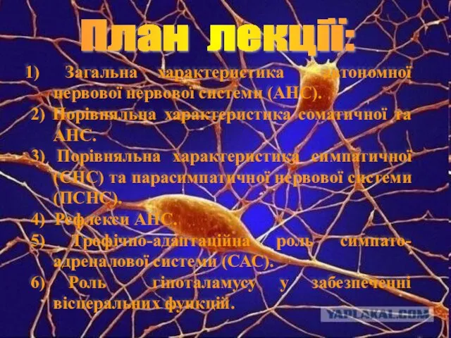 Загальна характеристика автономної нервової нервової системи (АНС). 2) Порівняльна характеристика соматичної та