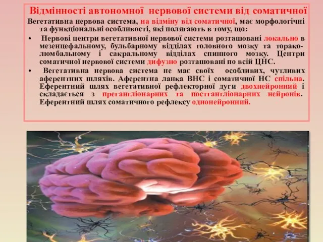 Відмінності автономної нервової системи від соматичної Вегетативна нервова система, на відміну від