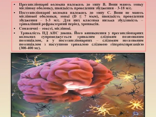 Прегангліонарні волокна належать до типу В. Вони мають тонку мієлінову оболонку, швидкість