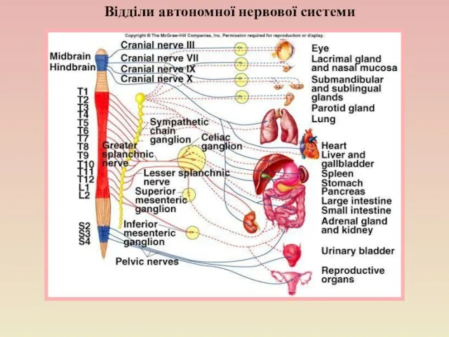 Відділи автономної нервової системи