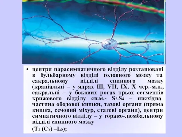 центри парасимпатичного відділу розташовані в бульбарному відділі головного мозку та сакральному відділі