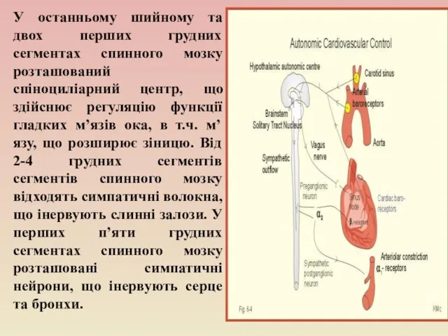 У останньому шийному та двох перших грудних сегментах спинного мозку розташований спіноциліарний