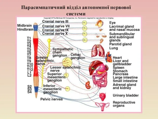 Парасимпатичний відділ автономної нервової системи