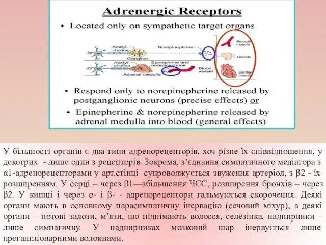 У більшості органів є два типи адренорецепторів, хоч різне їх співвідношення, у