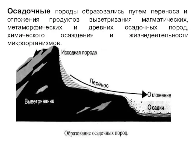 Осадочные породы образовались путем переноса и отложения продуктов выветривания магматических, метаморфических и