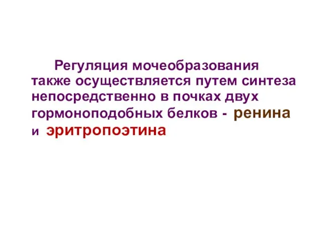 Регуляция мочеобразования также осуществляется путем синтеза непосредственно в почках двух гормоноподобных белков - ренина и эритропоэтина