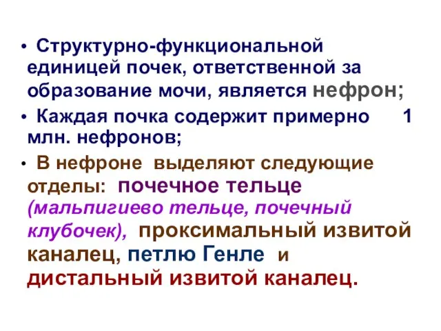 Структурно-функциональной единицей почек, ответственной за образование мочи, является нефрон; Каждая почка содержит