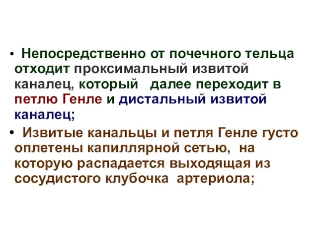 Непосредственно от почечного тельца отходит проксимальный извитой каналец, который далее переходит в