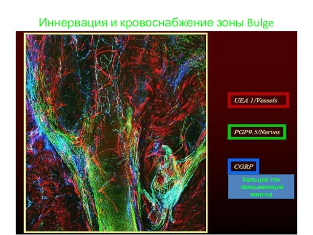 Иннервация и кровоснабжение зоны Bulge Кальций ген связывающий пептид