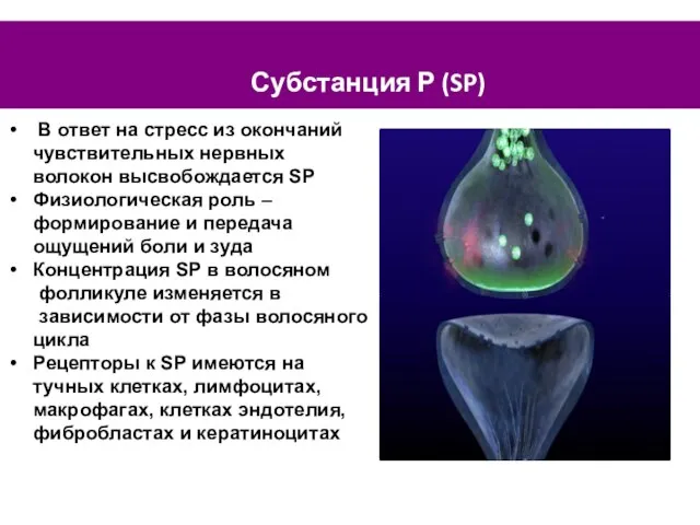 Субстанция Р (SP) В ответ на стресс из окончаний чувствительных нервных волокон