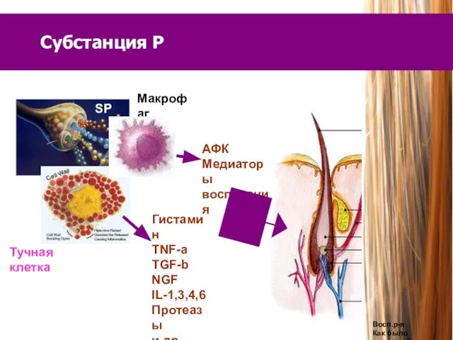 Субстанция Р Макрофаг Тучная клетка SP Гистамин TNF-a TGF-b NGF IL-1,3,4,6 Протеазы