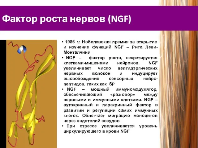 Фактор роста нервов (NGF) 1986 г.: Нобелевская премия за открытие и изучение