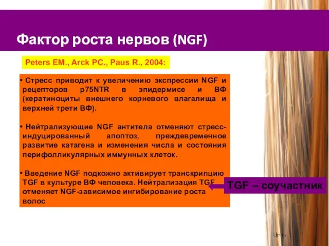 Фактор роста нервов (NGF) Cтресс приводит к увеличению экспрессии NGF и рецепторов