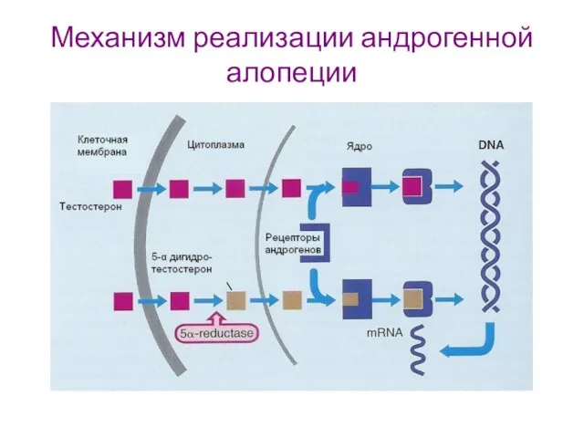 Механизм реализации андрогенной алопеции