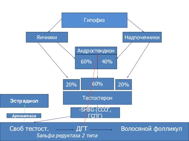 Гипофиз Яичники Надпочечники Тестостерон 40% 60% Андростендион 20% 60% 20% Своб тестост.