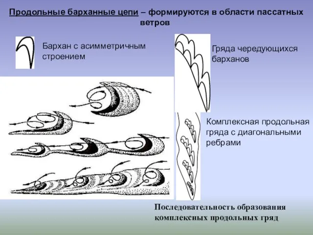 Продольные барханные цепи – формируются в области пассатных ветров Бархан с асимметричным