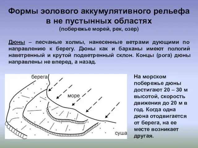 Формы эолового аккумулятивного рельефа в не пустынных областях (побережье морей, рек, озер)