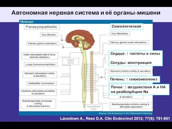 Автономная нервная система и её органы-мишени Lansdown A., Rees D.A. Clin Endocrinol