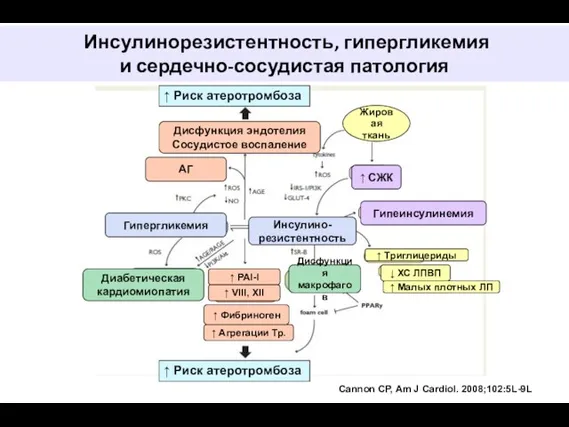 Инсулинорезистентность, гипергликемия и сердечно-сосудистая патология Cannon CP, Am J Cardiol. 2008;102:5L-9L ↑