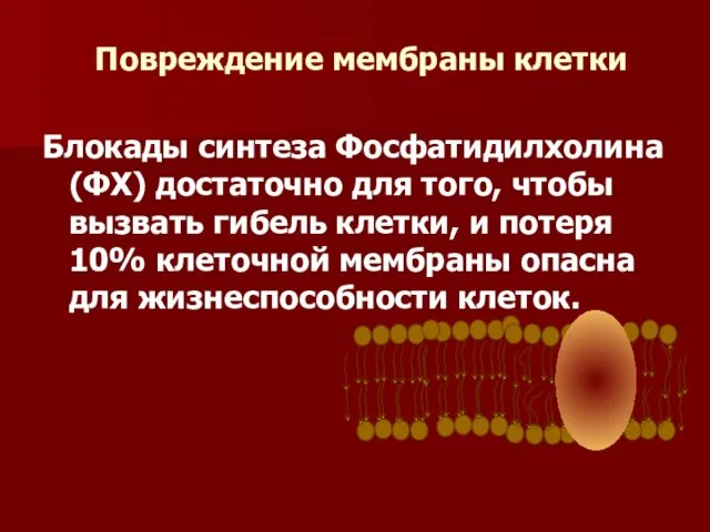 Блокады синтеза Фосфатидилхолина (ФХ) достаточно для того, чтобы вызвать гибель клетки, и